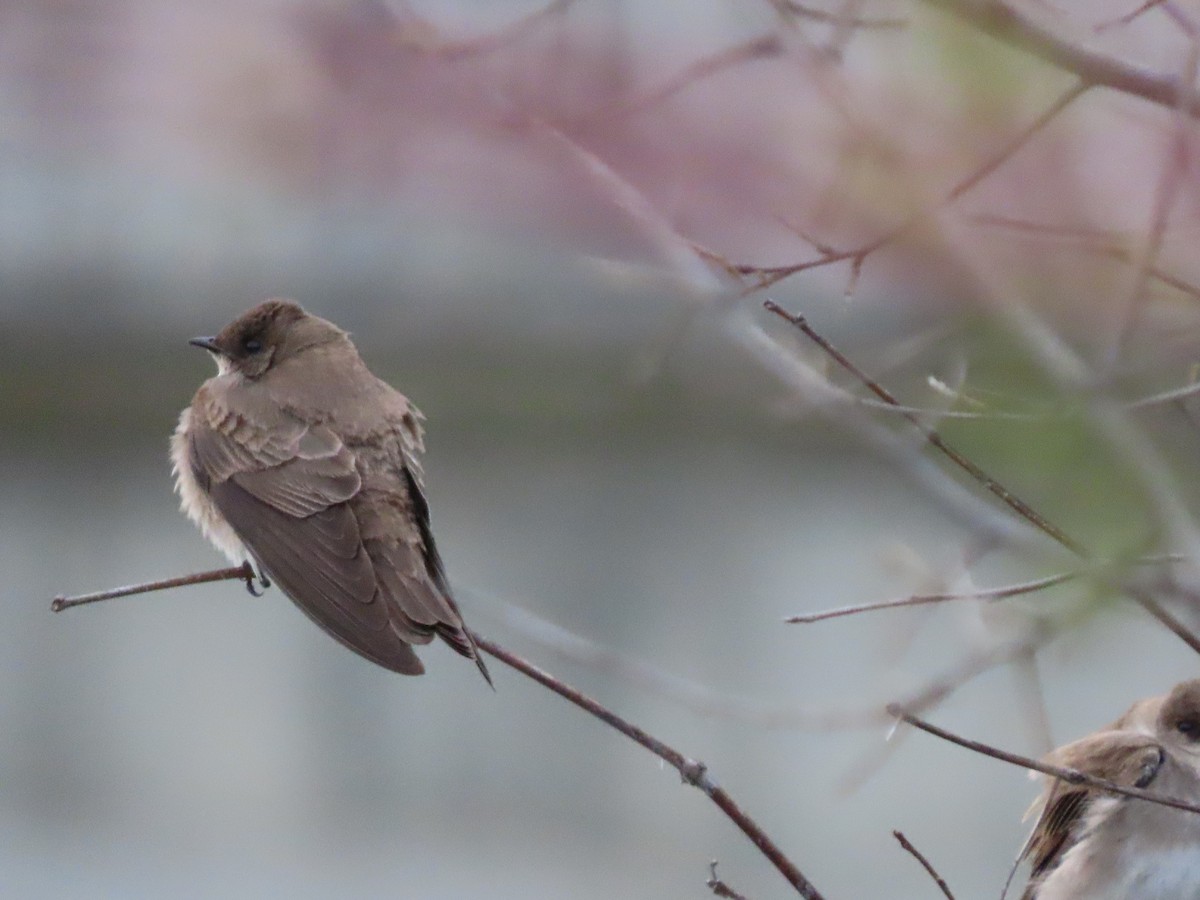 Northern Rough-winged Swallow - ML330479931