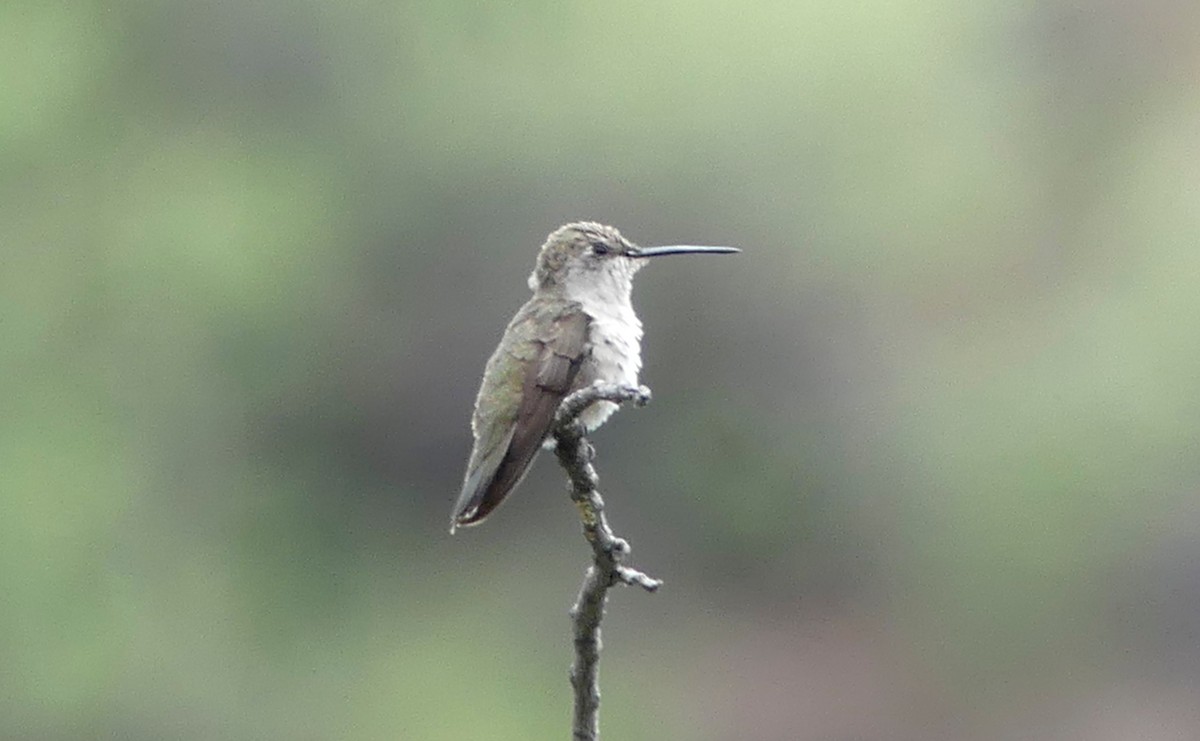 Black-chinned Hummingbird - ML33048721