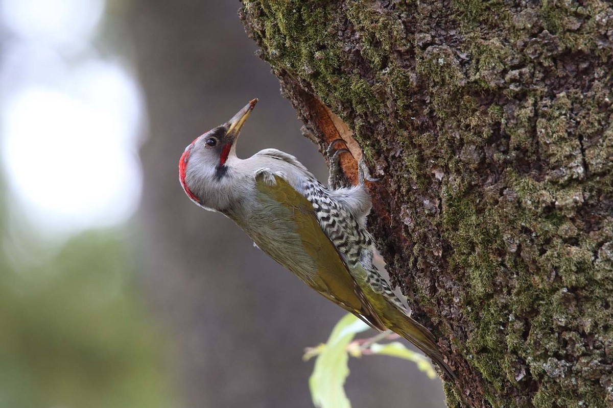 Japanese Woodpecker - Saku Saku