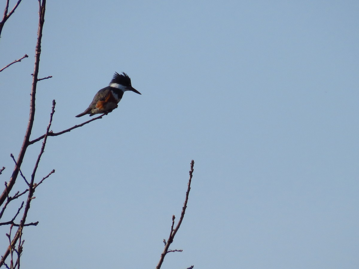 Belted Kingfisher - ML330504351