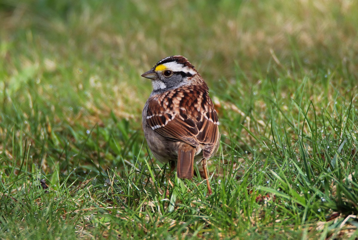 White-throated Sparrow - ML330506981