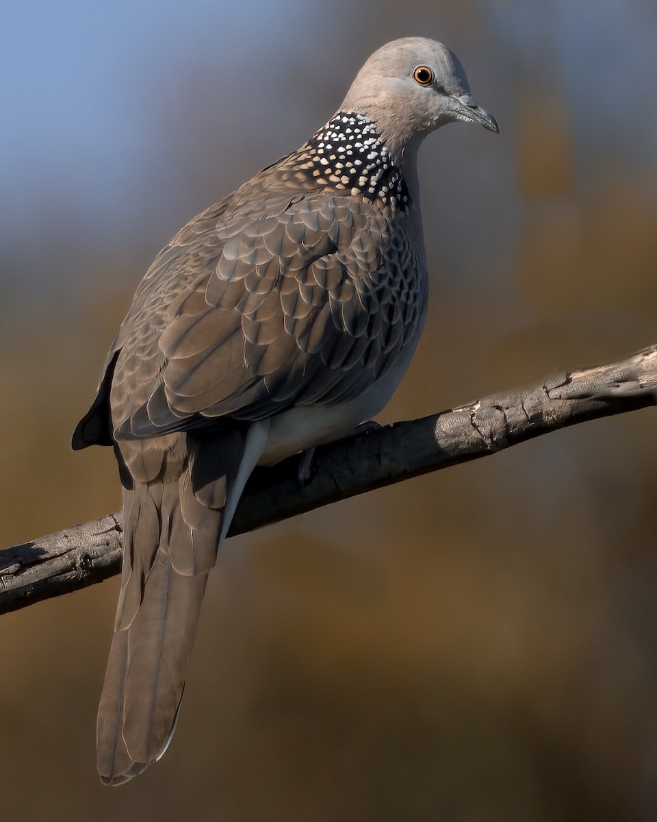 Spotted Dove - ML330508711