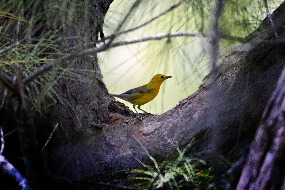 Prothonotary Warbler - ML330514901
