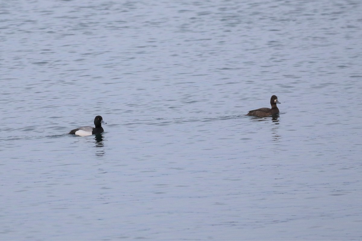 Greater Scaup - ML330517981