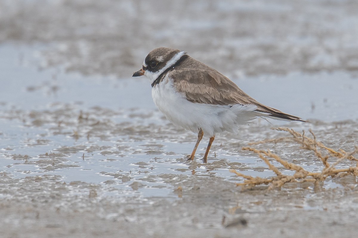 Semipalmated Plover - Jeff Bleam