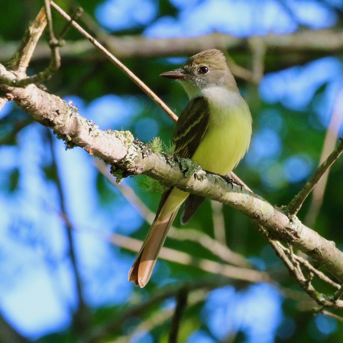 Great Crested Flycatcher - ML330526051
