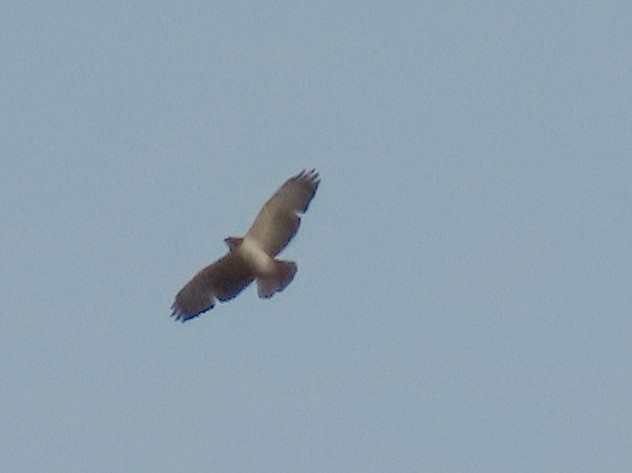 Short-tailed Hawk - Stephen Burk