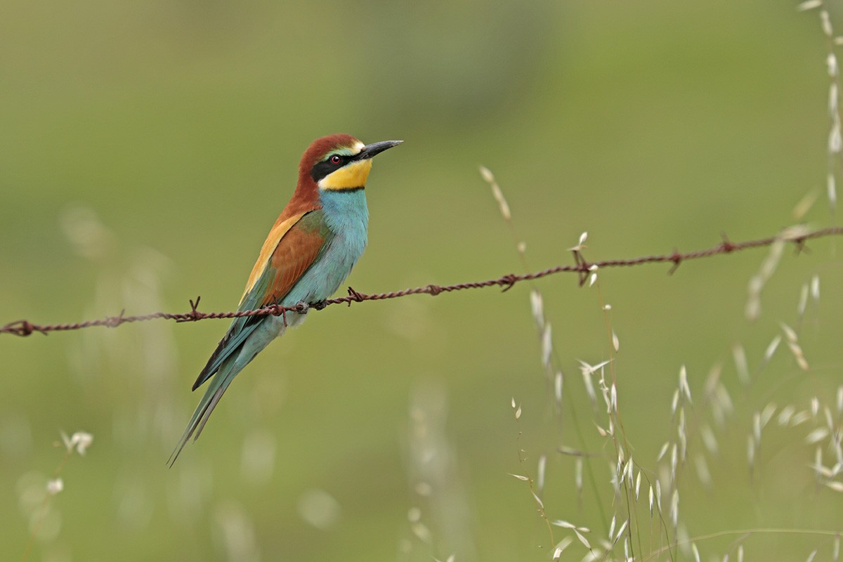 European Bee-eater - Francisco Barroqueiro