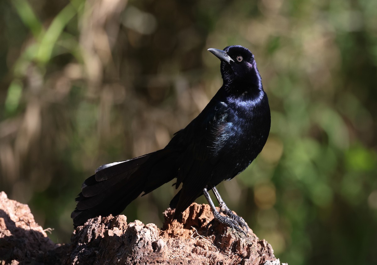 Boat-tailed Grackle - ML330535711