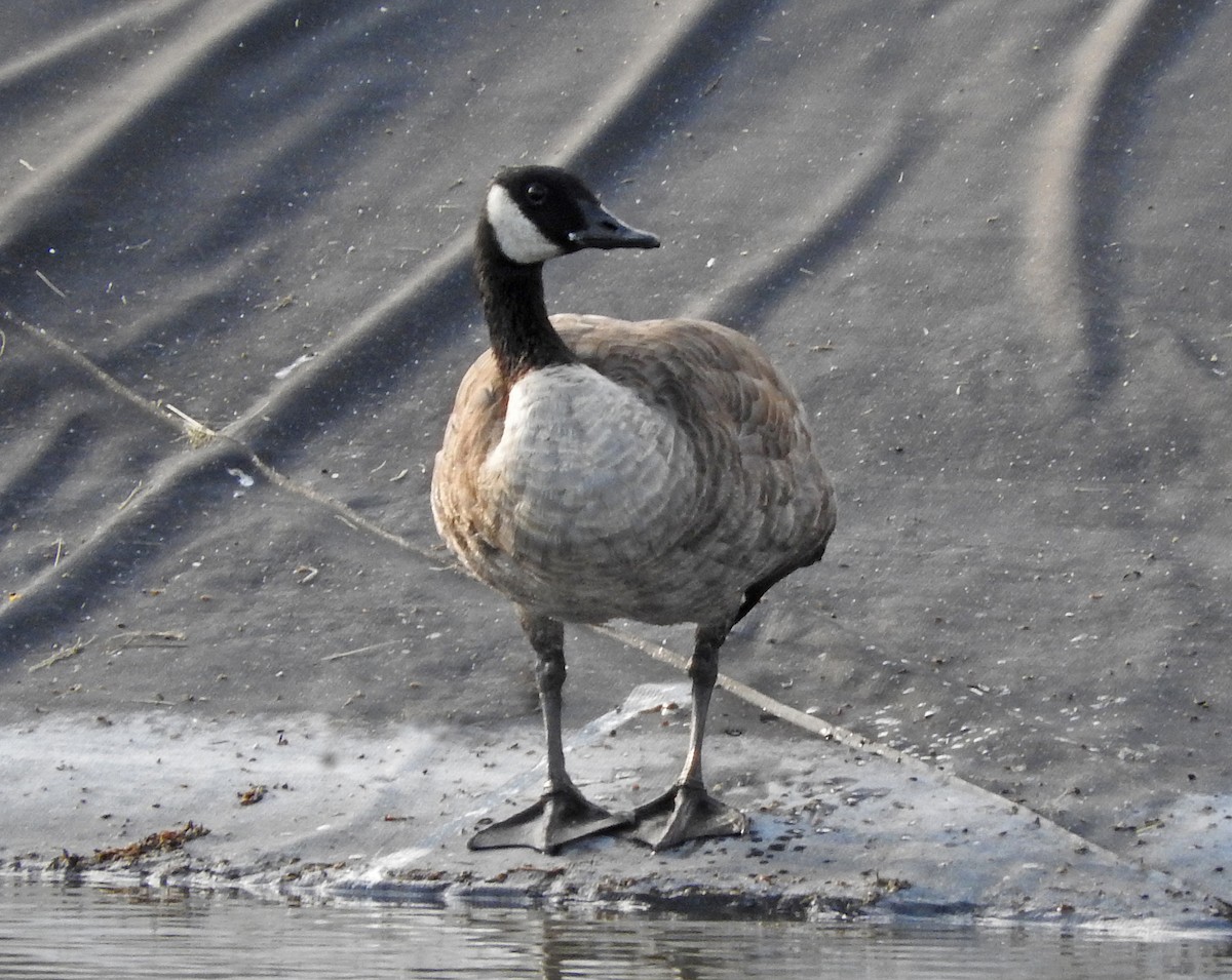 Canada Goose - Mary Brown