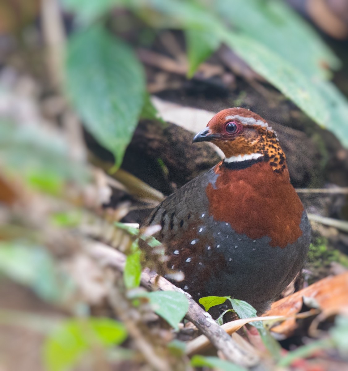 Chestnut-breasted Partridge - ML330546511