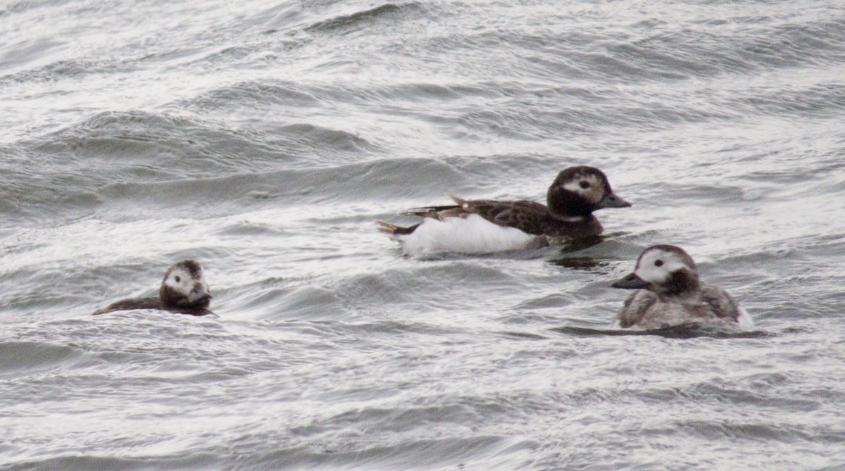 Long-tailed Duck - ML330547851