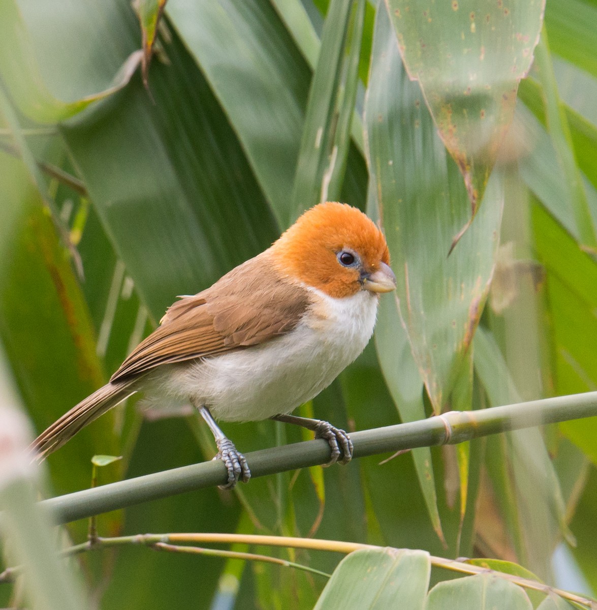 White-breasted Parrotbill - ML330548281