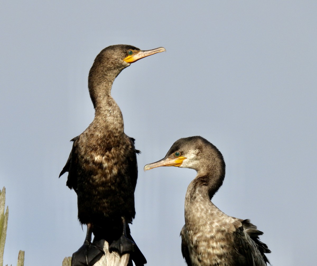 Neotropic Cormorant - Van Remsen
