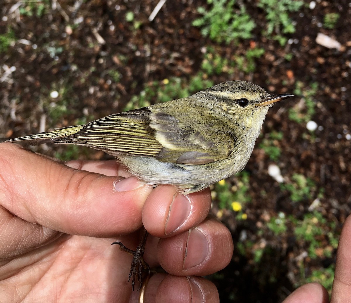 Hume's Warbler - ML330550321