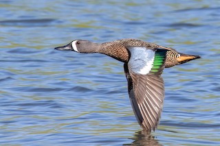 Blue-winged Teal, ML330551771