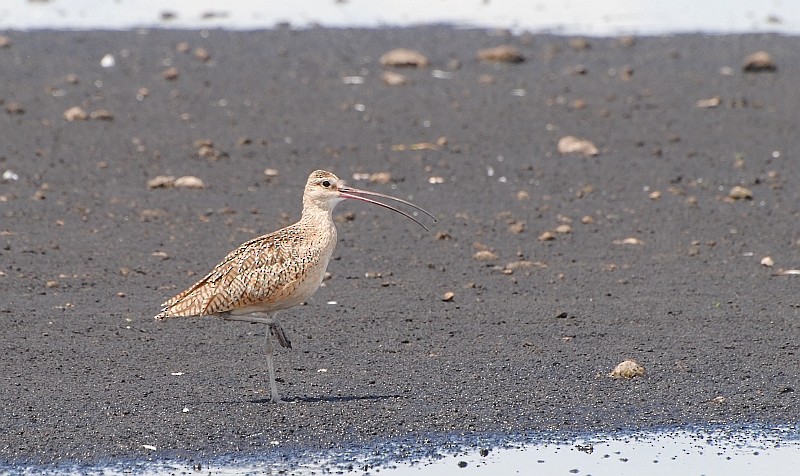 Long-billed Curlew - ML33056011