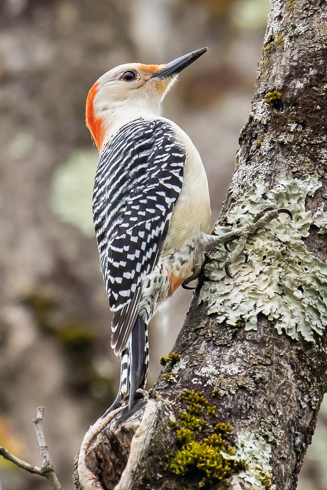 Red-bellied Woodpecker - Chris S. Wood