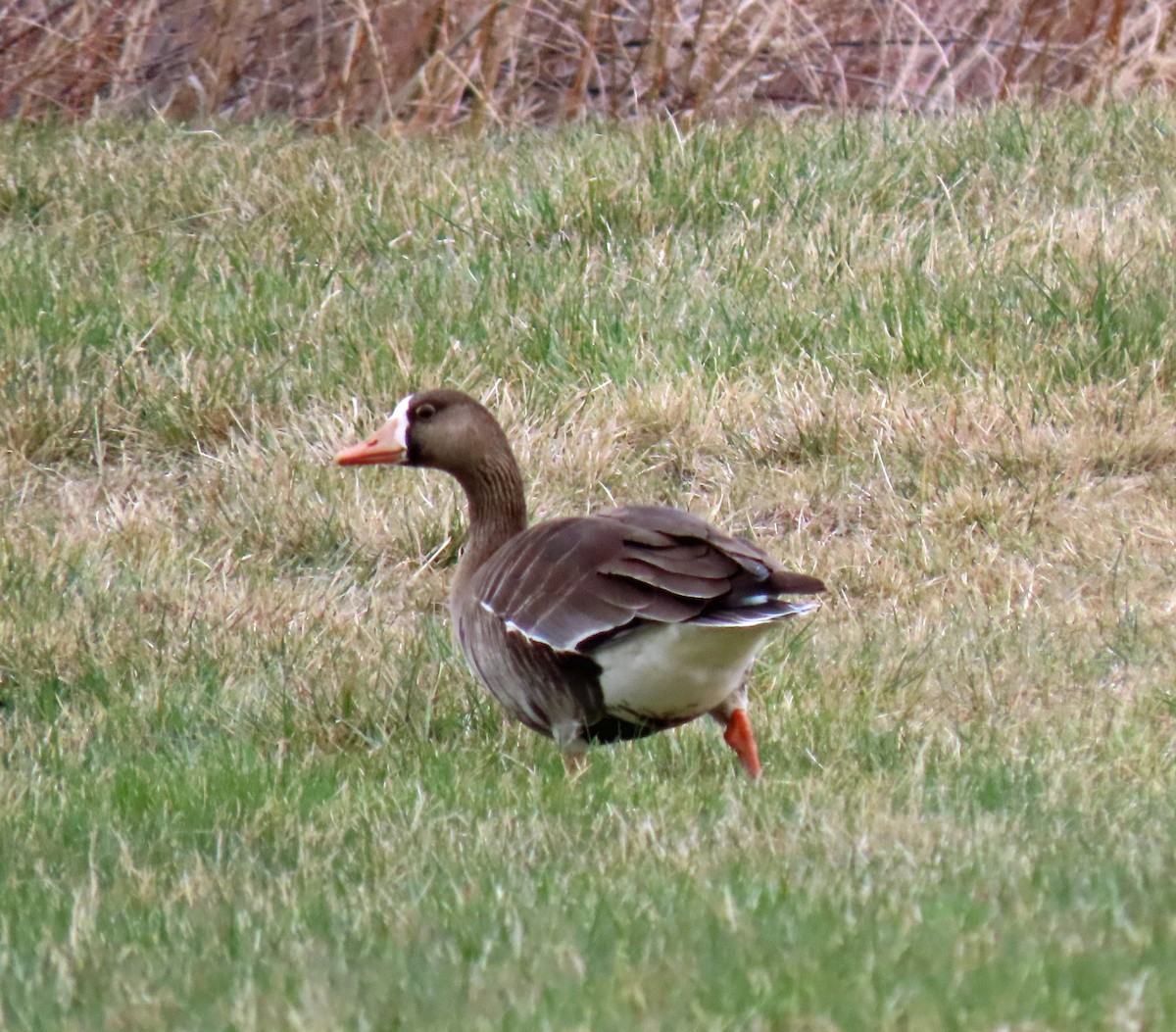 Greater White-fronted Goose - ML330575701