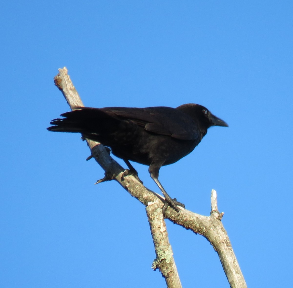 American Crow - ML330576701