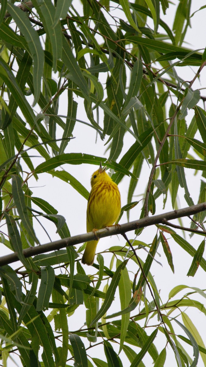 Yellow Warbler - ML330579201