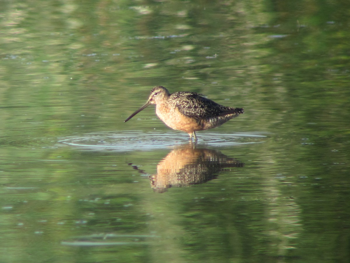 Long-billed Dowitcher - ML33058181