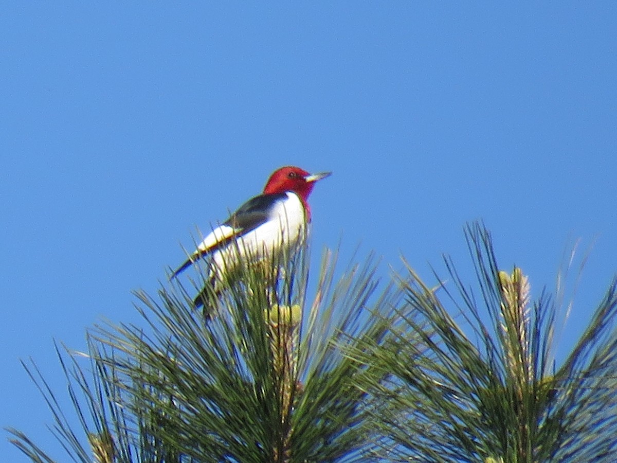 Red-headed Woodpecker - ML330582021