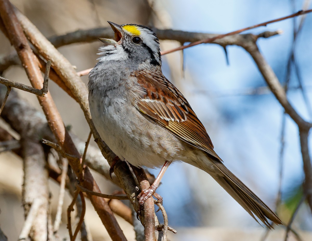 White-throated Sparrow - Robin Ohrt