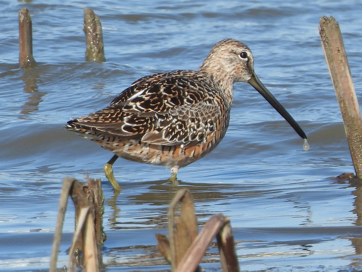 Long-billed Dowitcher - Randy Frederick