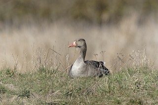 Graylag Goose, ML330590201