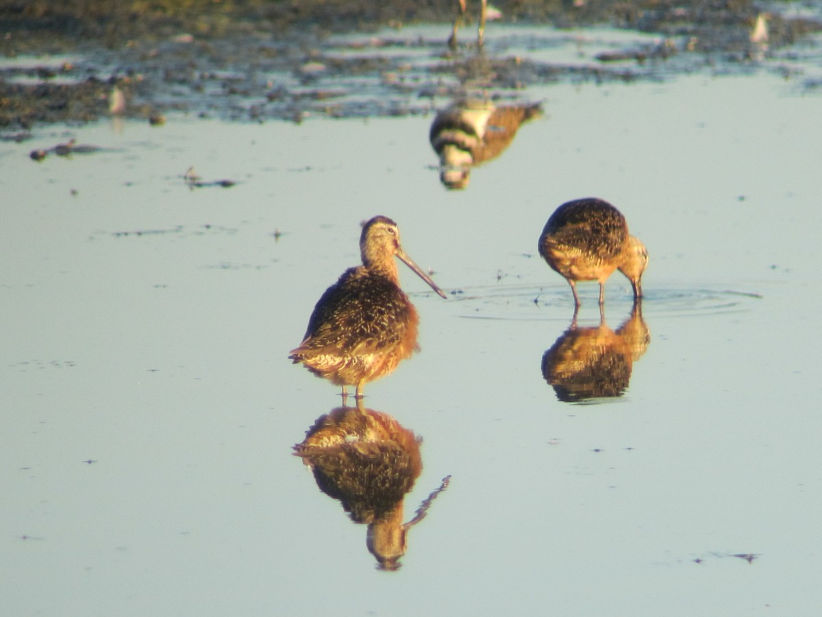 Long-billed Dowitcher - ML33059611
