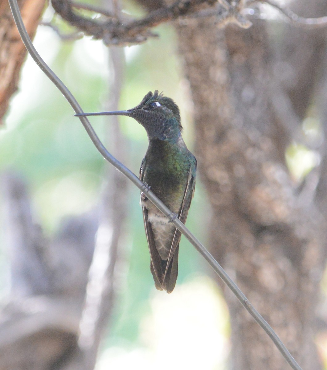 Rivoli's Hummingbird - ML330596361