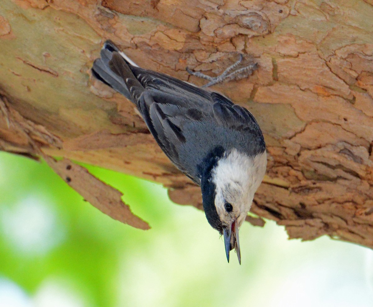White-breasted Nuthatch - ML330596621