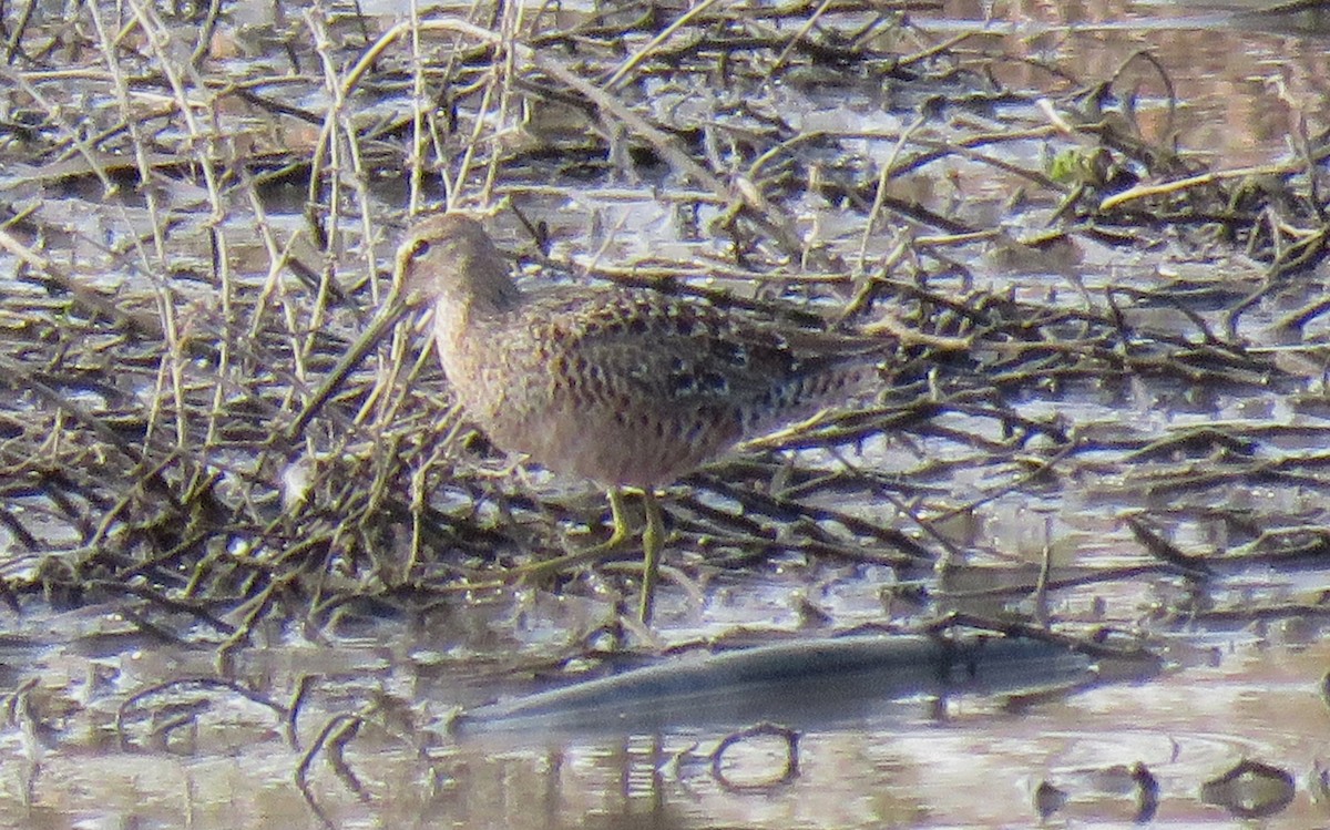 Long-billed Dowitcher - ML330599891