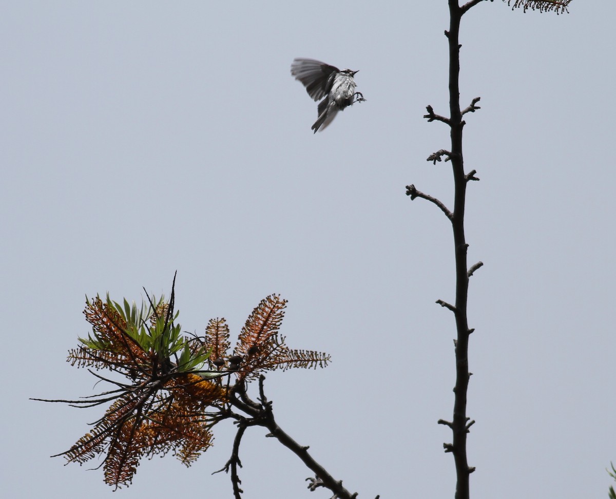 Black-throated Gray Warbler - ML330602681