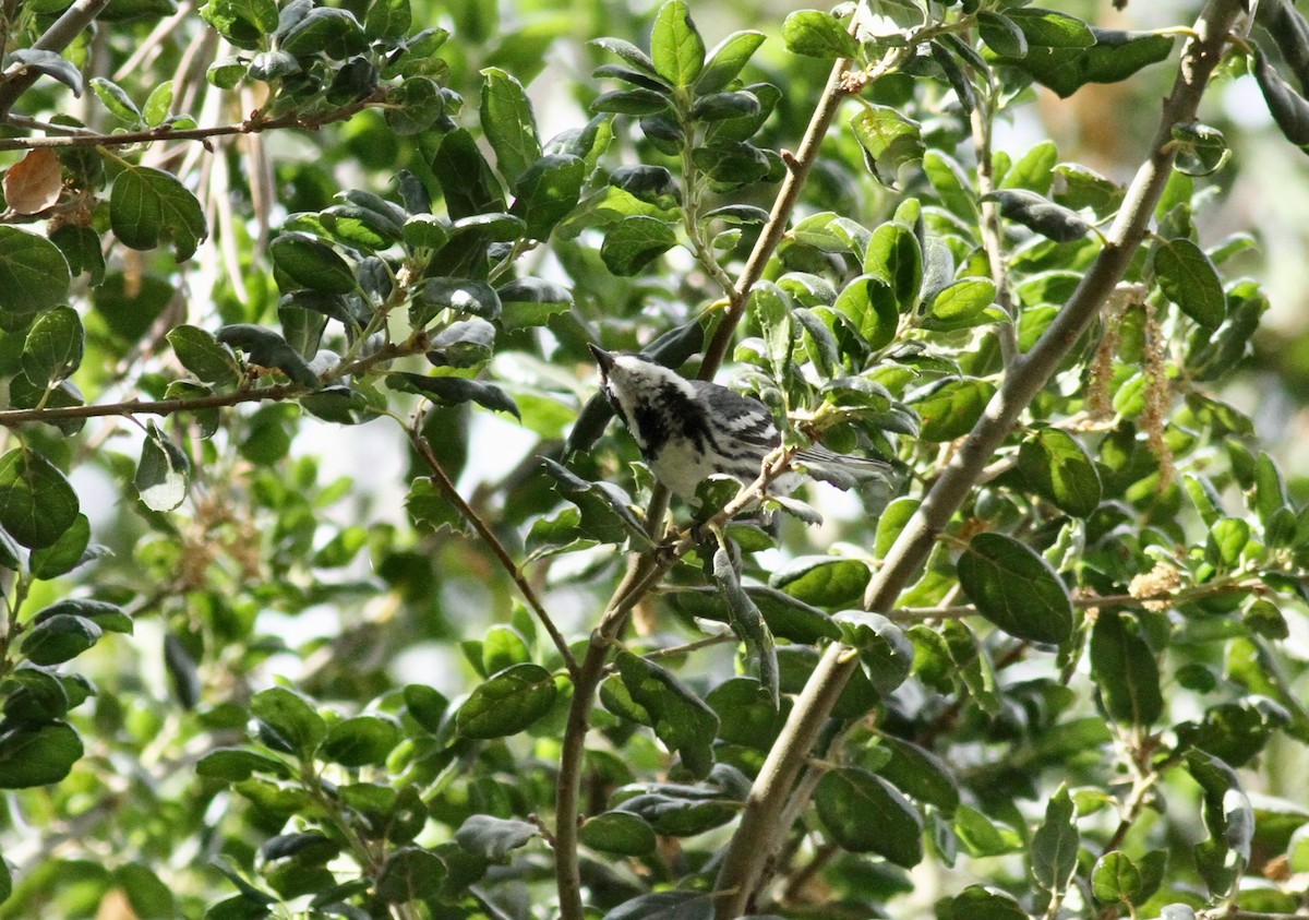Black-throated Gray Warbler - ML330602721