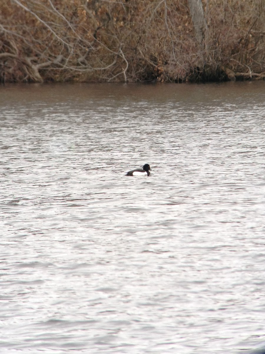 Tufted Duck - chase cammarota
