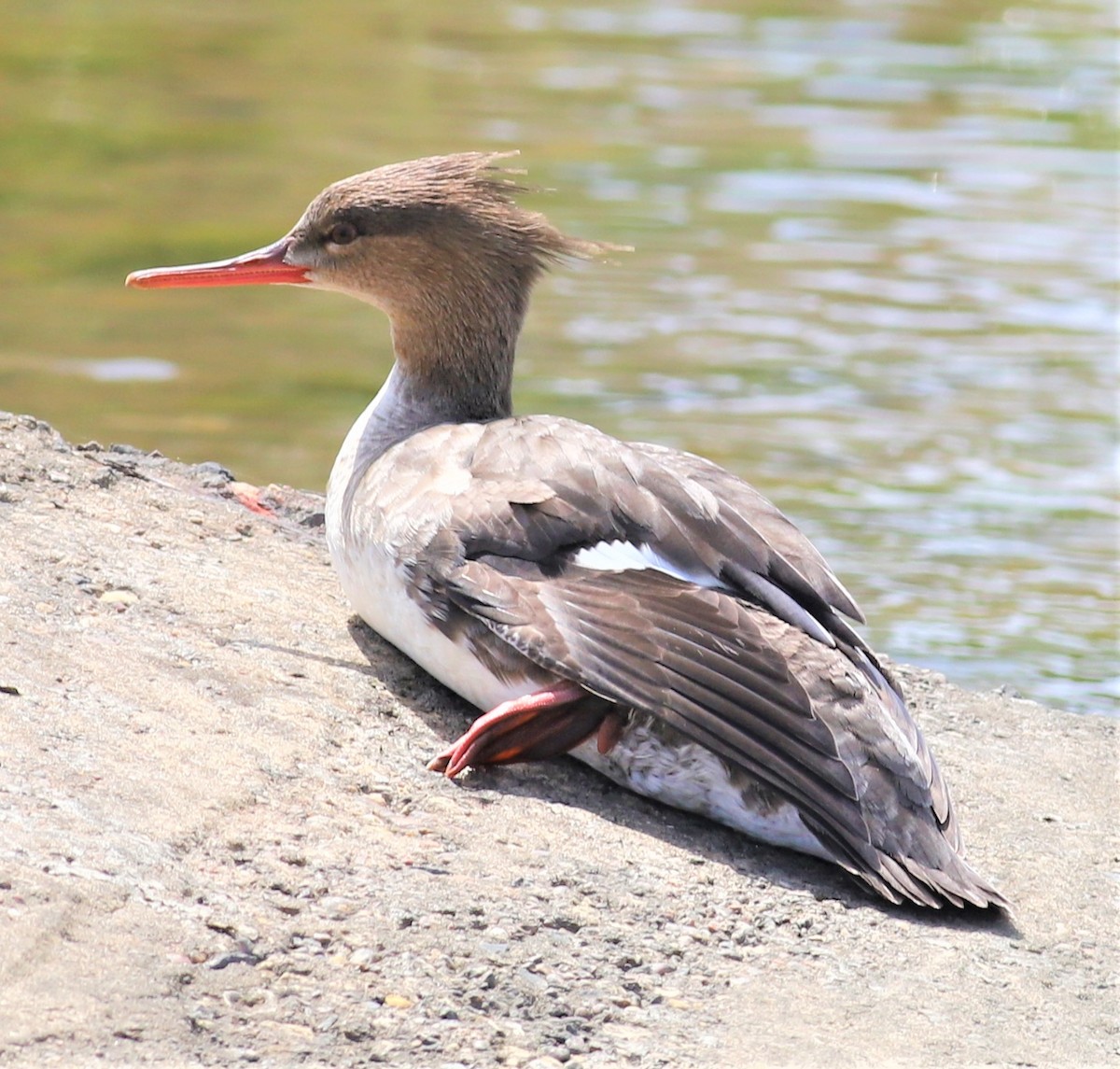 Red-breasted Merganser - Mike Riley