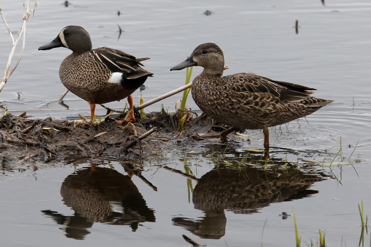 Blue-winged Teal - ML330610491
