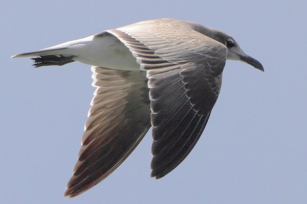 Laughing Gull - Allen Smith