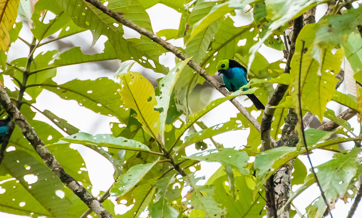 Paradise Tanager - ML330612631