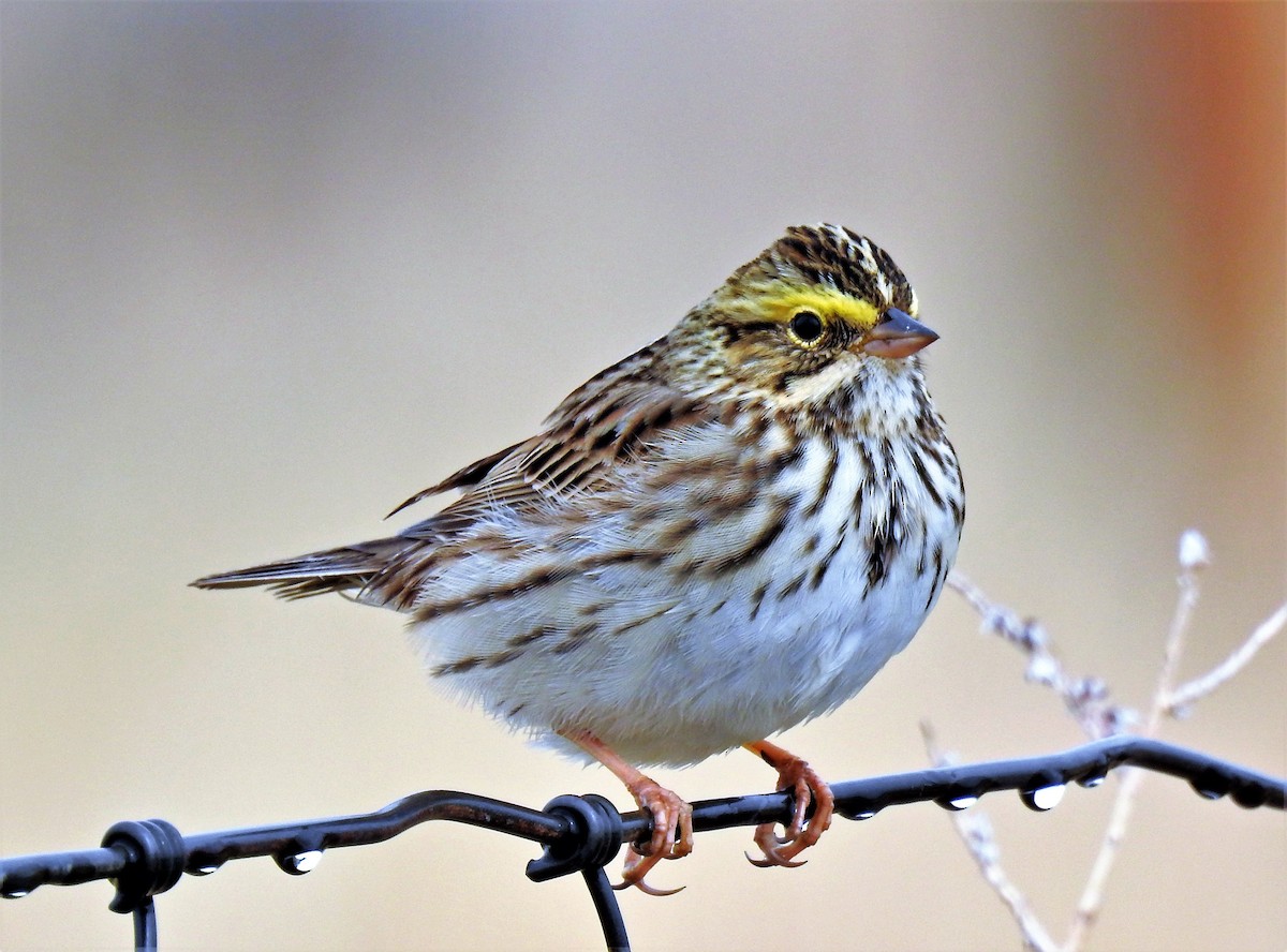 Savannah Sparrow - ML330616481