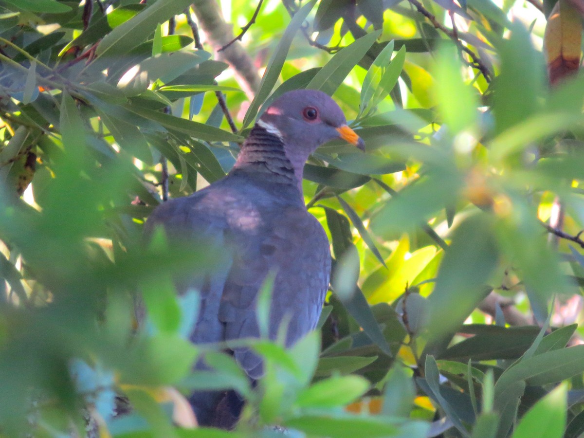 Band-tailed Pigeon - ML33061791