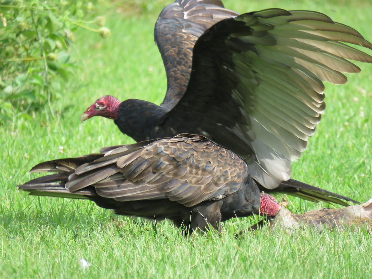 Turkey Vulture - Gayle McKay