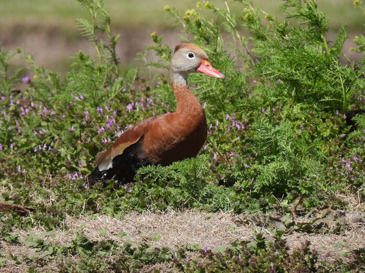 Black-bellied Whistling-Duck - Joey Magerl