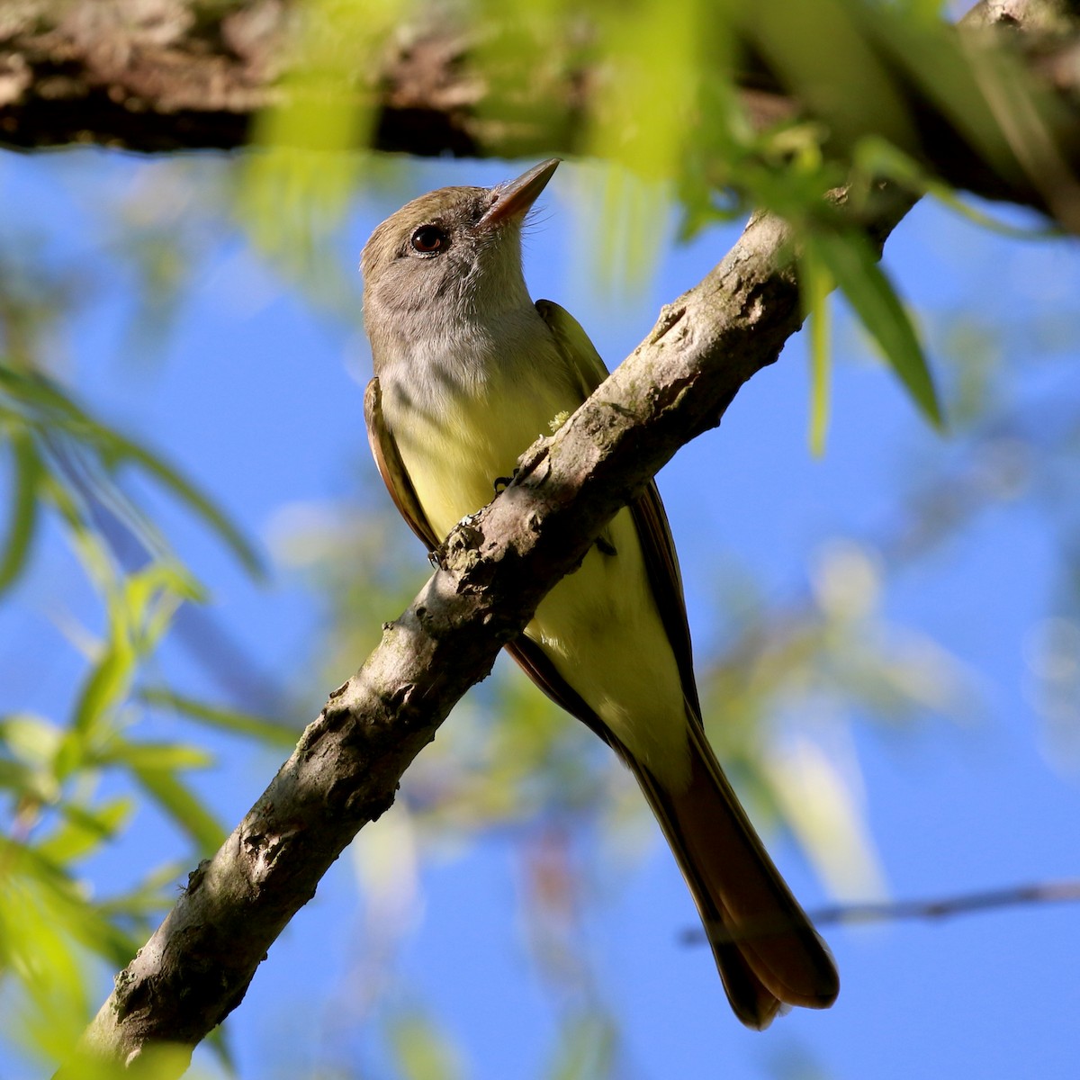 Great Crested Flycatcher - Stephen Price