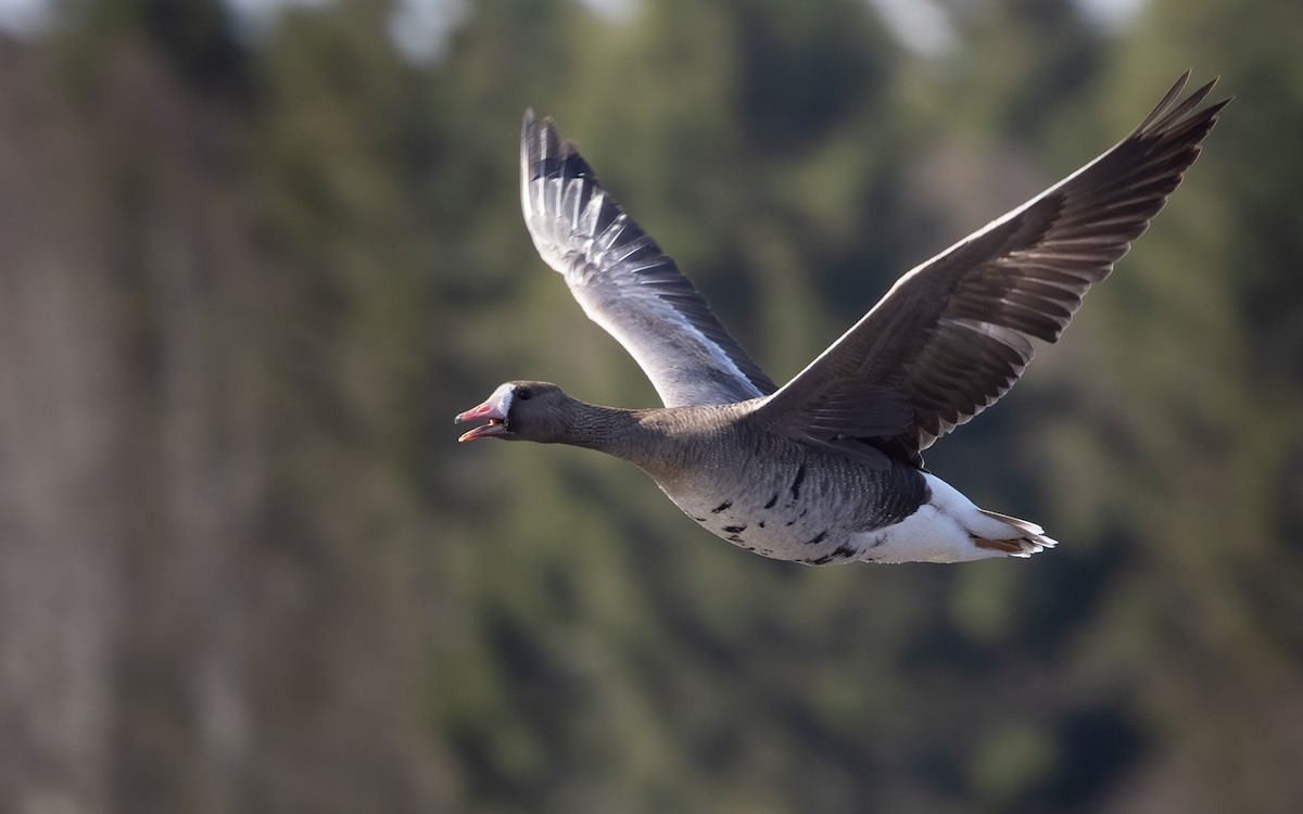 Greater White-fronted Goose - ML330633951