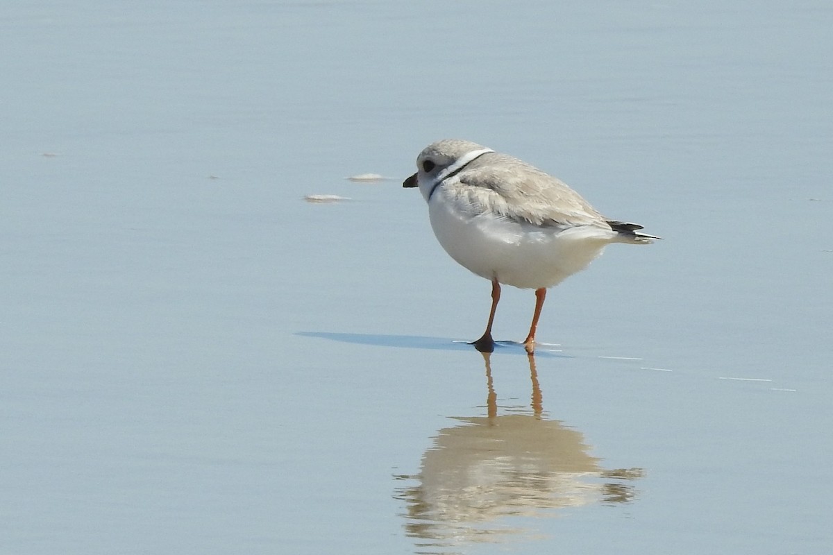 Piping Plover - ML330634261