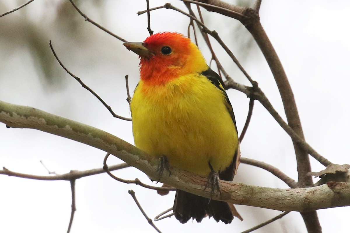 Western Tanager - ML330636421