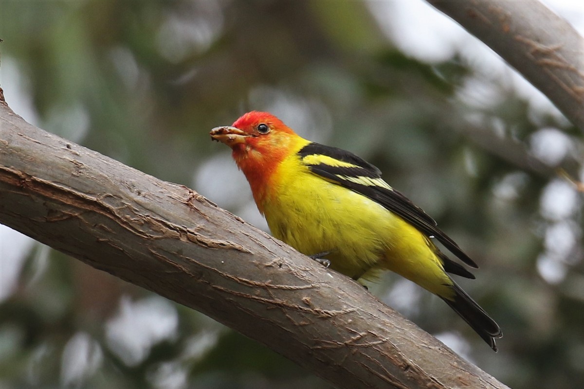 Western Tanager - ML330636661
